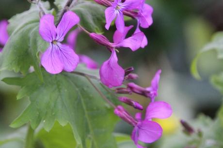 2 lunaria annua veneux 13 avril 2016 003.jpg