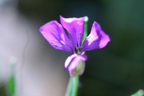 3 lunaria annua 007.jpg