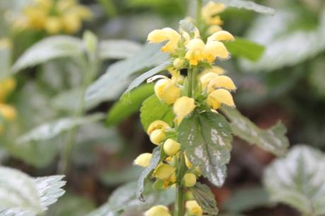 5 lamium galeobdolon veneux 19 avril 2015 028 (2).jpg