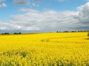 cachés tentent s’imposer douce