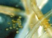 SCIENCES NATURE Agronutrition lance Connectis, biostimulant base champignons