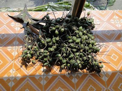 Nong-Khaï, Along the Mekong