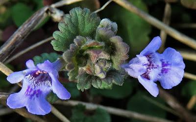 Lierre terrestre (Glechoma hederacea)