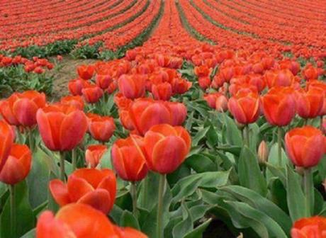 Champs-de-tulipes-aux-Pays-Bas