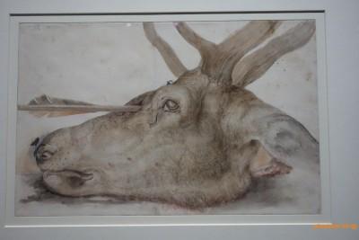 Durer, Tête de Cerf percéd d'une flèche 1504
