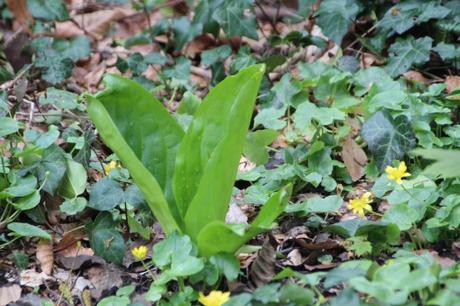 veneux 15 avril 2016 037.jpg