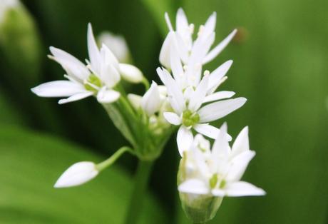 veneux 15 avril 2016 034.jpg