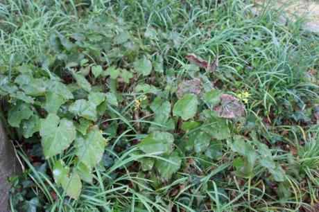 veneux 15 avril 2016 042.jpg