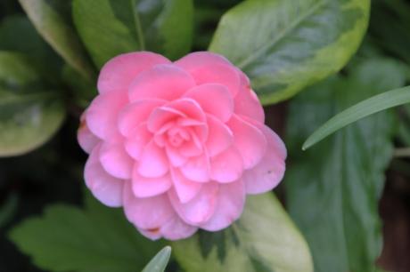 veneux 15 avril 2016 012.jpg