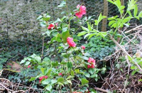 veneux 15 avril 2016 026.jpg