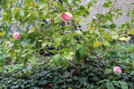 veneux 15 avril 2016 010.jpg