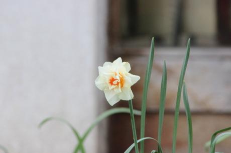 veneux 15 avril 2016 049.jpg