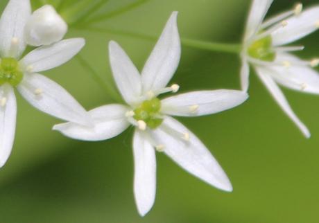 allium ursinum veneux  18 avril 2014 001 (6) 2.jpg