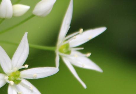 allium ursinum veneux  18 avril 2014 001 (6).jpg