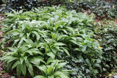 1 allium ursinum veneux 17 avril 2016 008.jpg