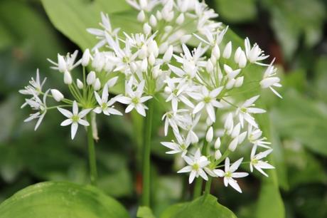 4 allium ursinum veneux  17 avril 2016 001 (3).jpg