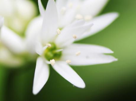 6 allium ursinum veneux 17 avril 2016 006.jpg