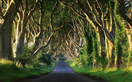 Kingsroad – Dark Hedges, Balloney, Irlande du Nord