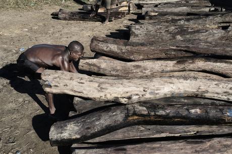 Mai 2014 : sur une rive de la rivière Iagnobé, près du village d'Andanalavahil, un homme déplace pour la pesée un tronc de bois de rose coupé illégalement dans le parc national de Masoala, au nord de Madagascar.
