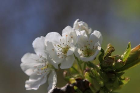 3 cerisier early river romi 19 avril 2016 022.jpg