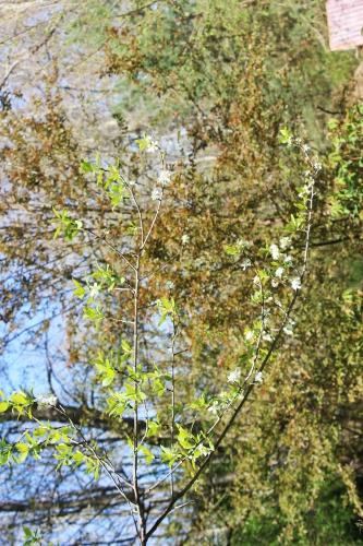 1 cerisier early river romi 19 avril 2016 023.jpg