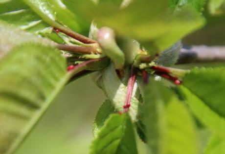 7 cerisier sweetheart romi 19 avril 2016 040.jpg