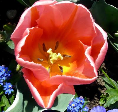 Photographie: floraisons sensuelles au jardin botanique de Munich