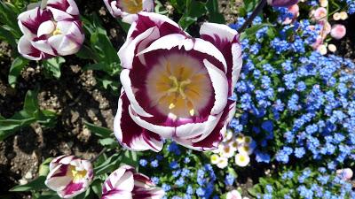 Photographie: floraisons sensuelles au jardin botanique de Munich