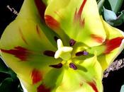 Photographie: floraisons sensuelles jardin botanique Munich