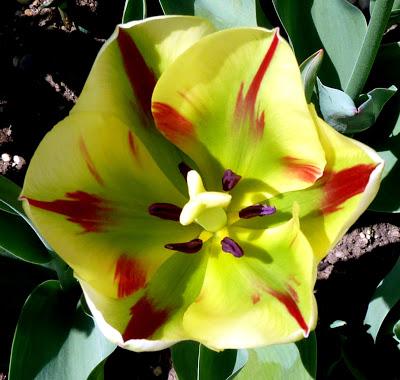 Photographie: floraisons sensuelles au jardin botanique de Munich