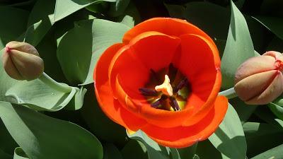 Photographie: floraisons sensuelles au jardin botanique de Munich