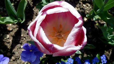 Photographie: floraisons sensuelles au jardin botanique de Munich