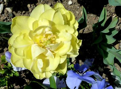 Photographie: floraisons sensuelles au jardin botanique de Munich