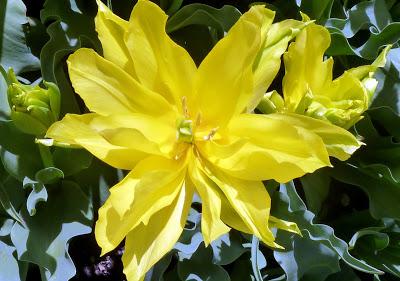 Photographie: floraisons sensuelles au jardin botanique de Munich