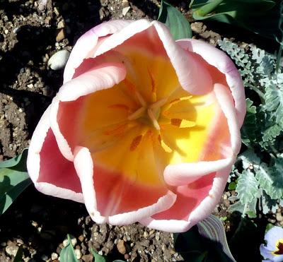 Photographie: floraisons sensuelles au jardin botanique de Munich