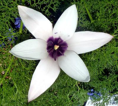 Photographie: floraisons sensuelles au jardin botanique de Munich