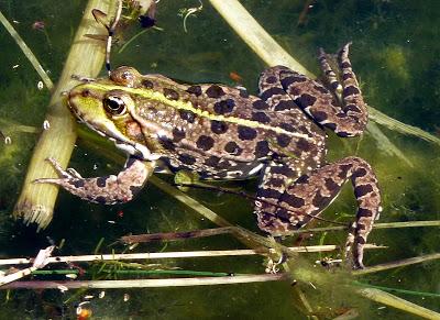 Photographie: floraisons sensuelles au jardin botanique de Munich