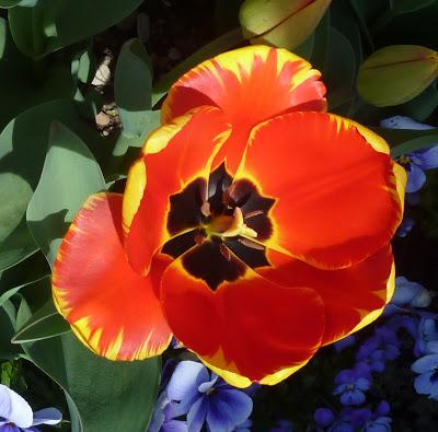 Photographie: floraisons sensuelles au jardin botanique de Munich