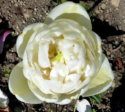 Photographie: floraisons sensuelles au jardin botanique de Munich