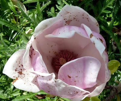 Photographie: floraisons sensuelles au jardin botanique de Munich