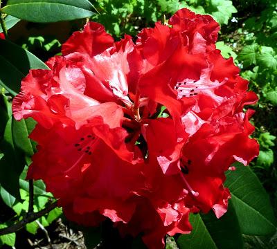 Photographie: floraisons sensuelles au jardin botanique de Munich