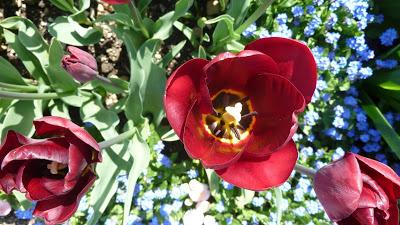 Photographie: floraisons sensuelles au jardin botanique de Munich