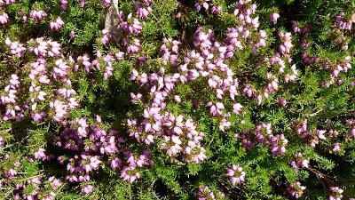 Photographie: floraisons sensuelles au jardin botanique de Munich