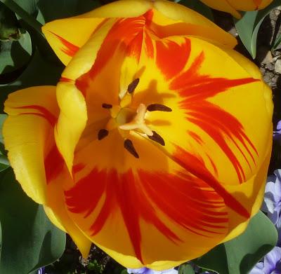 Photographie: floraisons sensuelles au jardin botanique de Munich