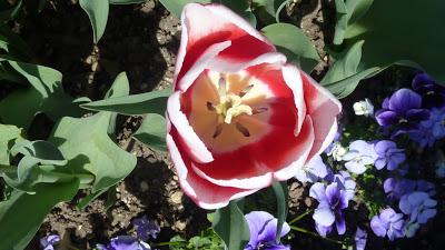 Photographie: floraisons sensuelles au jardin botanique de Munich