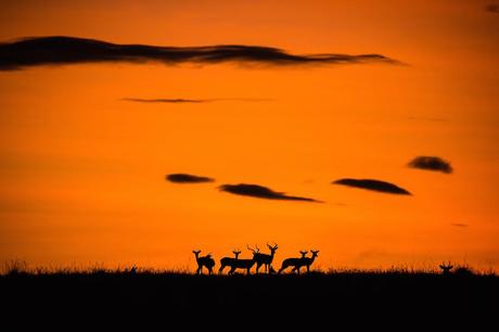 Impala silhouetted as the sun rises in the Masai Mara, Kenya.