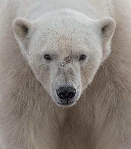 A polar bear on Wahlenbergfjorden off of Svalbard. I was in a zodiac off shore when he sauntered down to the beach to sniff us out. Soon losing interest, he retreated for a nap and we left him in peace. Hi res version: https://flic.kr/p/wTWp1i