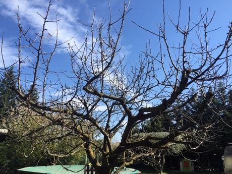 Cerisier mort et solidarité