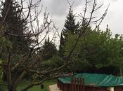 Cerisier mort solidarité