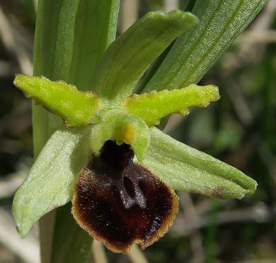 Ophrys araneola, résupination